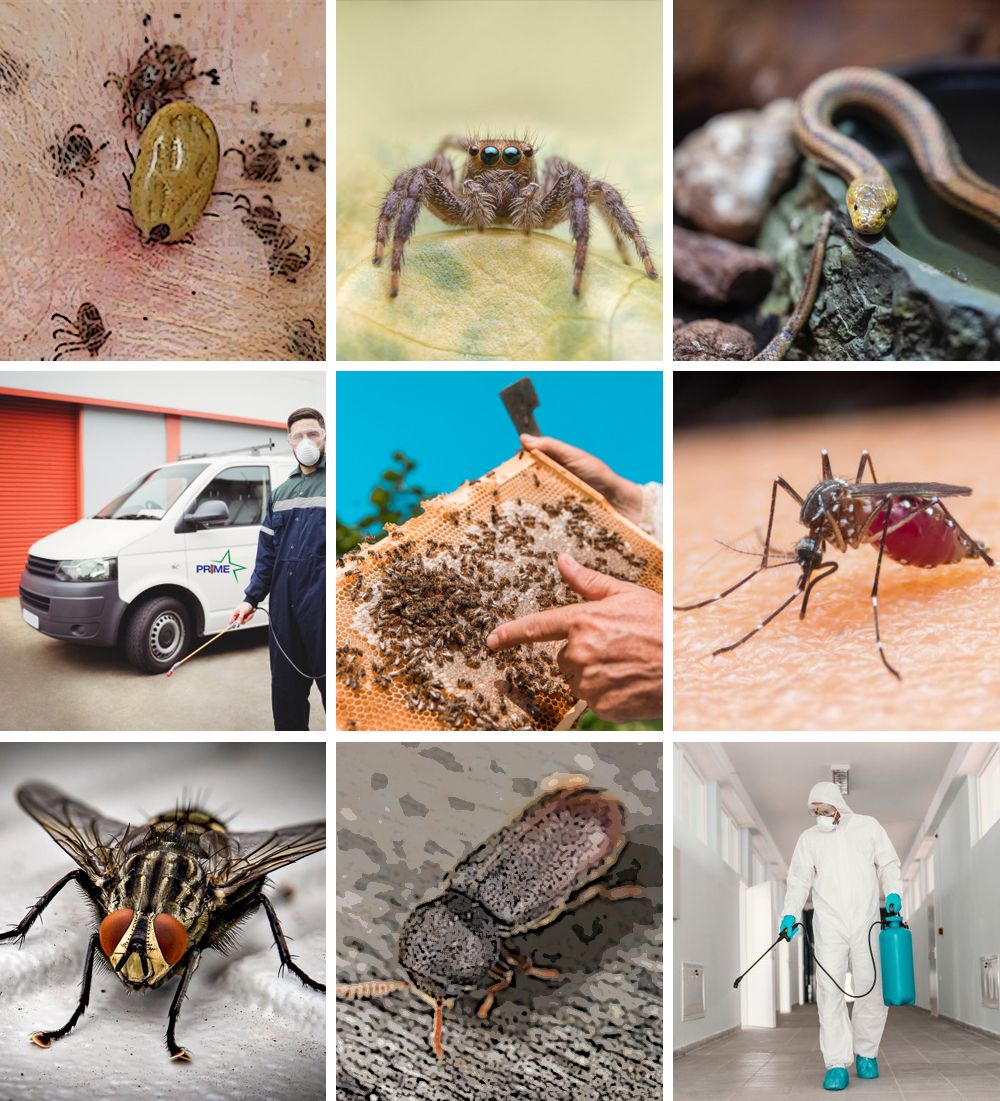 Rodent pest treated by Advanced Pest Solutions in Ambala